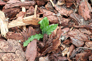 A small thistle plant growing through wood chips