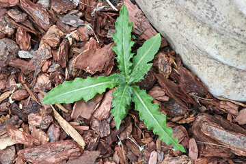 A small thistle plant growing through wood mulch