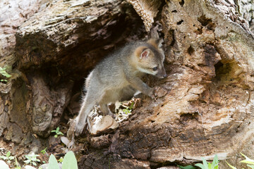 Curious Grey Fox Kit