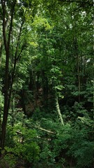green forest