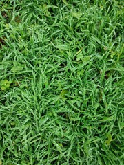 green grass background