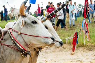 Traditional bull racing festival in Tri Ton, Viet Nam