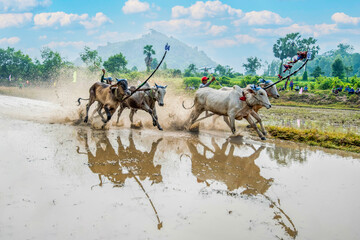Traditional bull racing festival in Tri Ton, Viet Nam