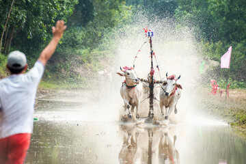 Traditional bull racing festival in Tri Ton, Viet Nam