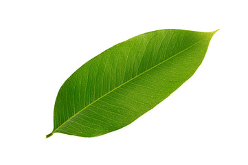 Green leaf isolated on white