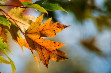 Leaves changing in fall