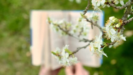 Spring books. Open book in hands and white flowers close-up. Hands leafing through a book and blossoming tree branches.Reading books on spring themes. 4k footage