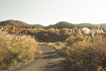 秋の季節を感じる田舎道