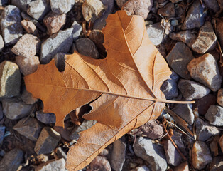fallen autumn leaves