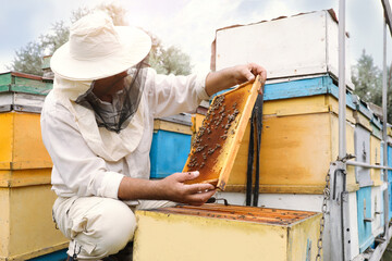 Beekeeper in uniform taking frame from hive at apiary. Harvesting honey