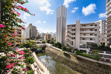 Fototapeta premium 沖縄那覇安里川親水庭園とブーゲンビイアの花