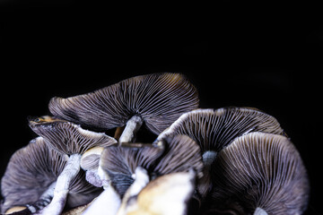 mushrooms isolated on black