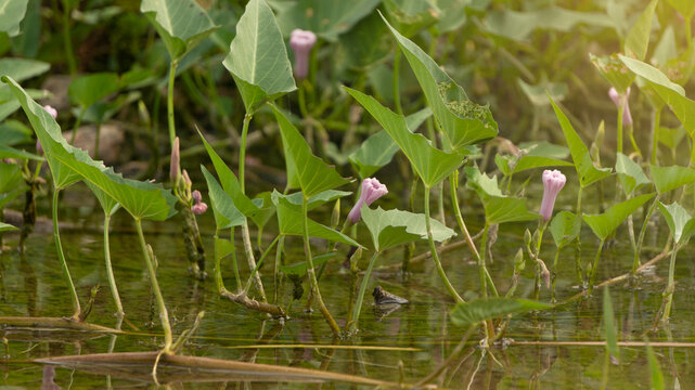 Water spinach, a wild plant that is often encountered on the edge of the river. safe for consumption as healthy food