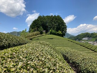 和束町の茶畑
