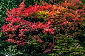 両子寺の紅葉