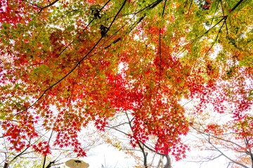 Fototapeta na wymiar 両子寺の紅葉