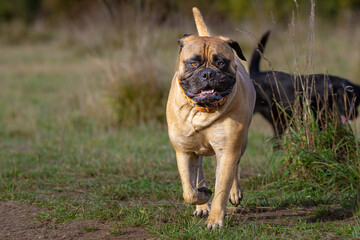 2021-11-04 A LARGE BULLMASTIFF RUNNING IN A DOG PARK WITH A STRAIGHT ON VIEW AND BRIGHT EYES