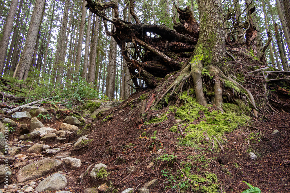 Wall mural a remaining tree trunk with exposed roots on a rocky trail on the uphill path