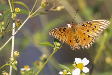 gulf frittilary butterfly on flower