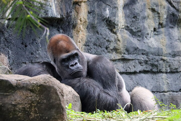 relaxing silver-back gorilla