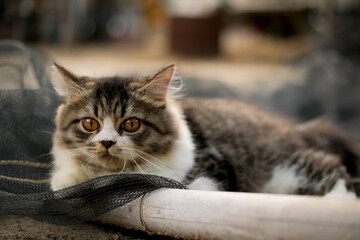A cute cat with stripes is sitting in the yard looking at the camera