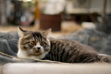 Male cat stalking prey