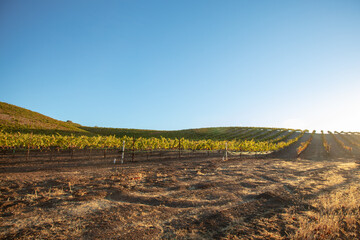 Morning sunrise over winery vineyard in Paso Robles California USA