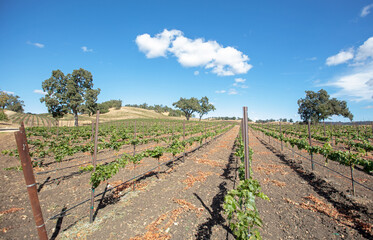 Vineyard rows under blue cloudy skies in wine country