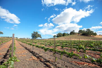 Fototapeta na wymiar Vineyard rows under blue cloudy skies in wine country