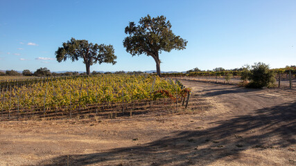 Two trees under blue sky in vineyard in wine country in Central California USA