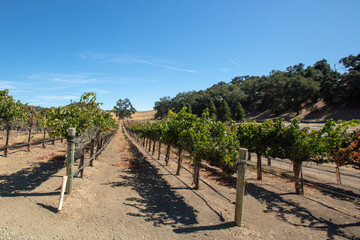 Fototapeta na wymiar Rows of vines in vineyard in wine country under blue sky