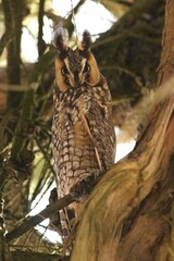 Long-eared Owl (Asio otus) in Monterey Cypress tree