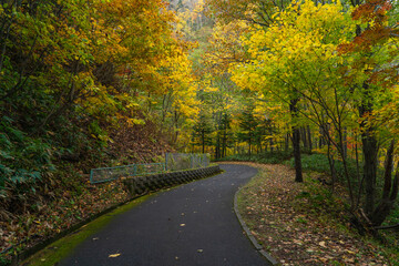 Fototapeta premium 北海道の紅葉