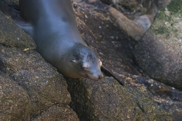 California Sea Lion (Zalophus californianus) 