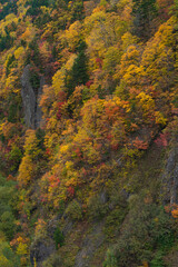 Fototapeta premium 渓谷の紅葉