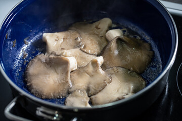 Oyster Mushroom Pleurotus ostreatus close up cooking in the fry pan