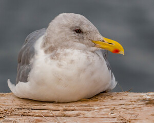 seagull on the log