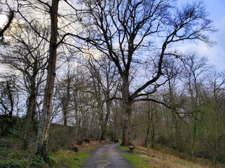 trees in the park