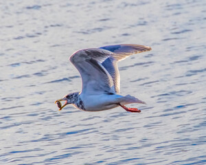 Seagull Flying with Food