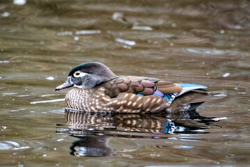 Female Wood Duck Profile
