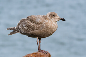 Glaucous-winged Gull