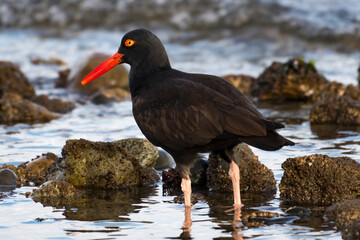 Black Oystercatcher on the Ocean Shore