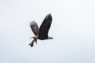 Bald Eagle Flying with Prey in Tallons