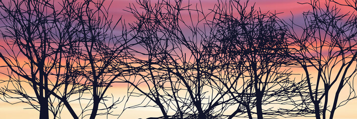 The contour of a tree against the background of a sunset sky, branches without leaves	