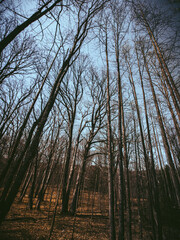 forest in autumn
