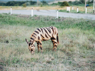 Zebra in the field walk mammal Africa landscape safari