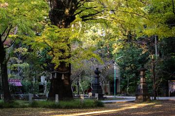 東京、赤坂氷川神社の境内の風景　巨木のイチョウの木が紅葉をはじめた
