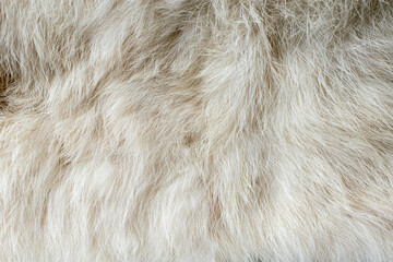 Close-up of fluffy white fur texture used for beautiful abstract background design.