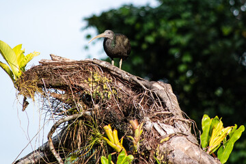 green ibis
