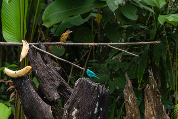 tanagers